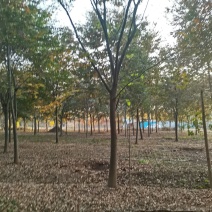 苗圃大量供应多规格榉树，成活率高，