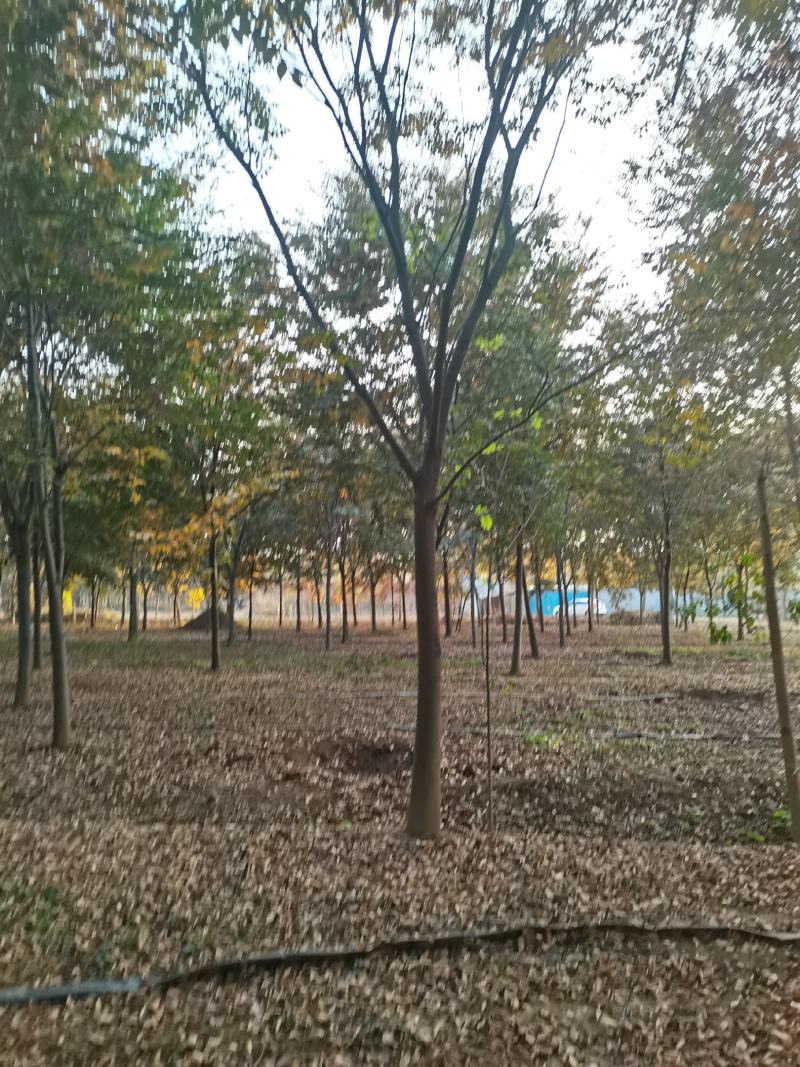 苗圃大量供应多规格榉树，成活率高，