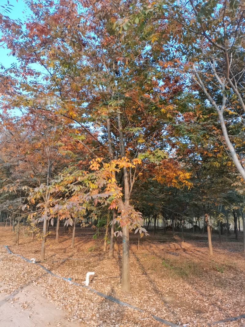 苗圃大量供应多规格榉树，成活率高，