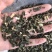 佩兰保庆药业批发过筛佩兰实物拍摄现货