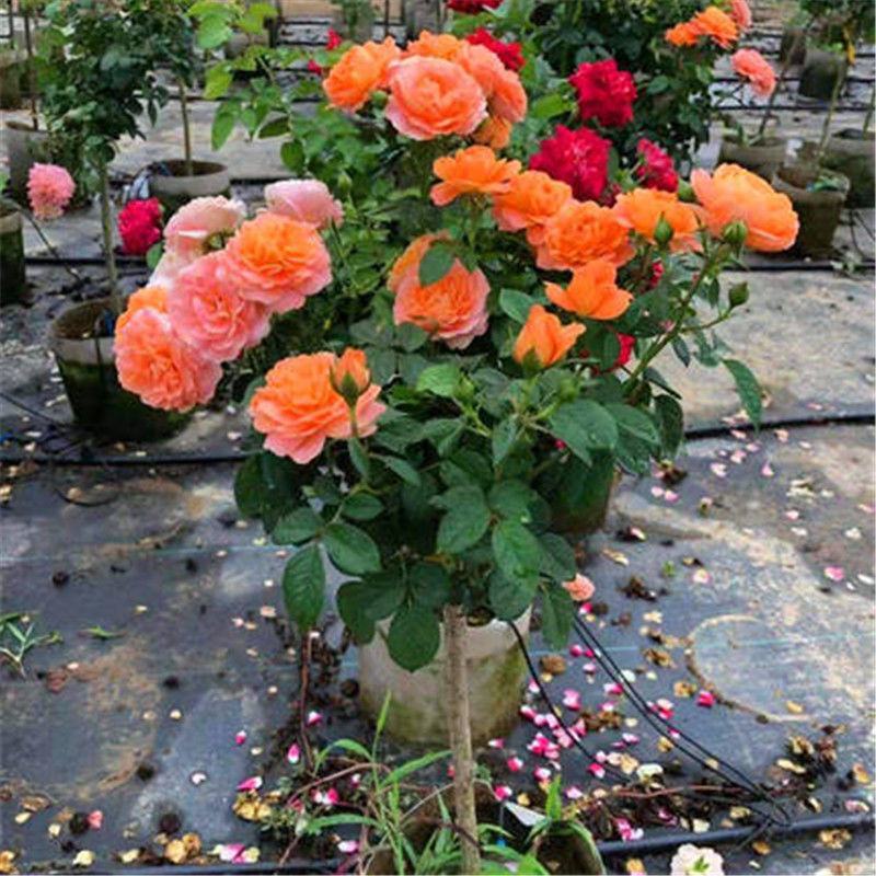 玫瑰月季蔷薇花苗四季开花包活室内外庭院阳台盆栽大花浓香地