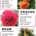玫瑰月季蔷薇花苗四季开花包活室内外庭院阳台盆栽大花浓香地