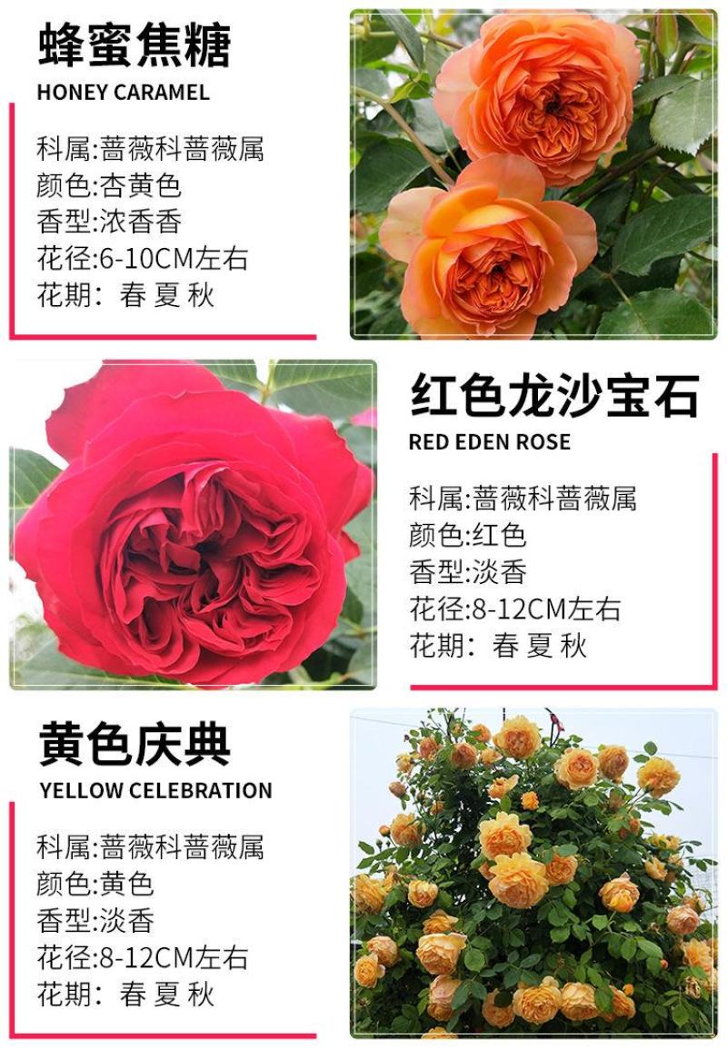 玫瑰月季蔷薇花苗四季开花包活室内外庭院阳台盆栽大花浓香地