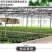 玫瑰月季蔷薇花苗四季开花包活室内外庭院阳台盆栽大花浓香地