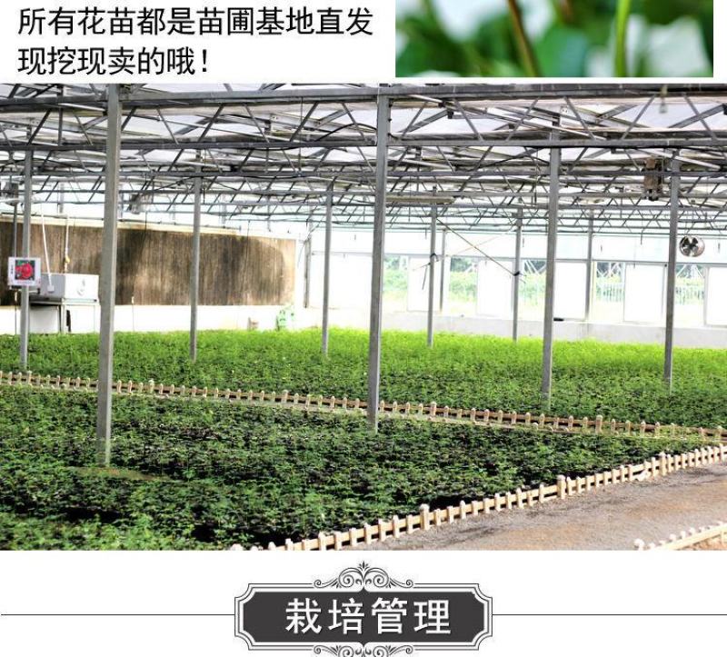 玫瑰月季蔷薇花苗四季开花包活室内外庭院阳台盆栽大花浓香地