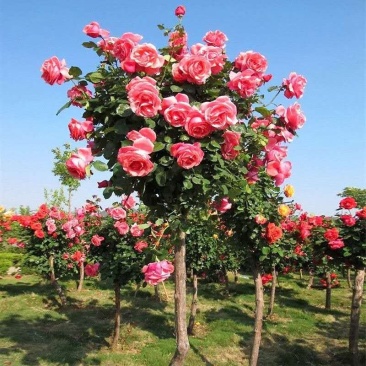 玫瑰月季蔷薇花苗四季开花包活室内外庭院阳台盆栽大花浓香地