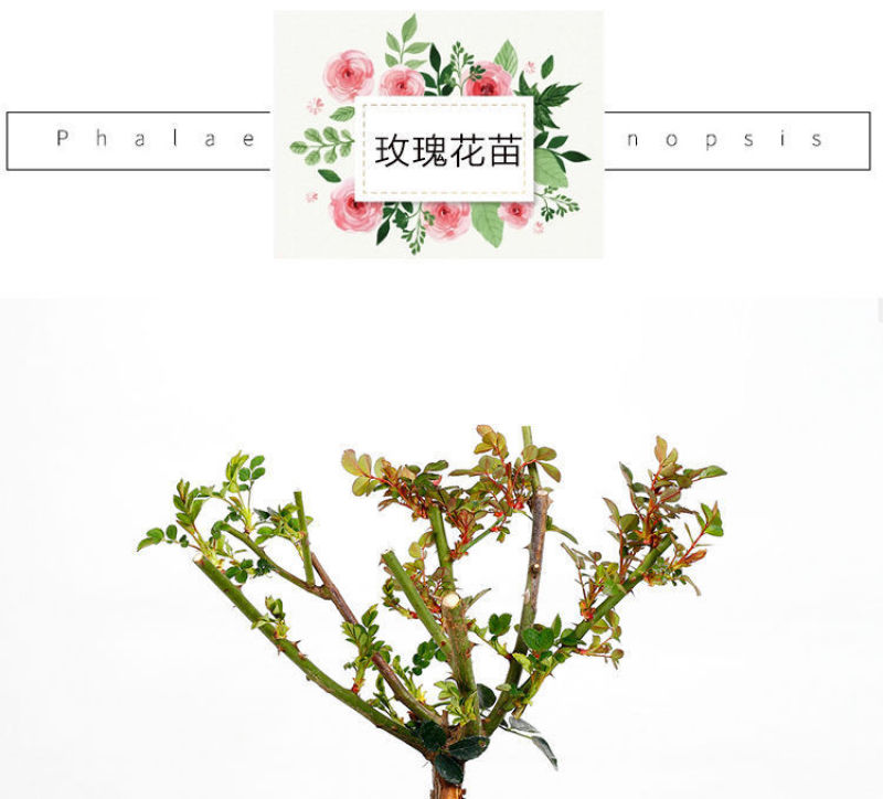 玫瑰月季蔷薇花苗四季开花包活室内外庭院阳台盆栽大花浓香地