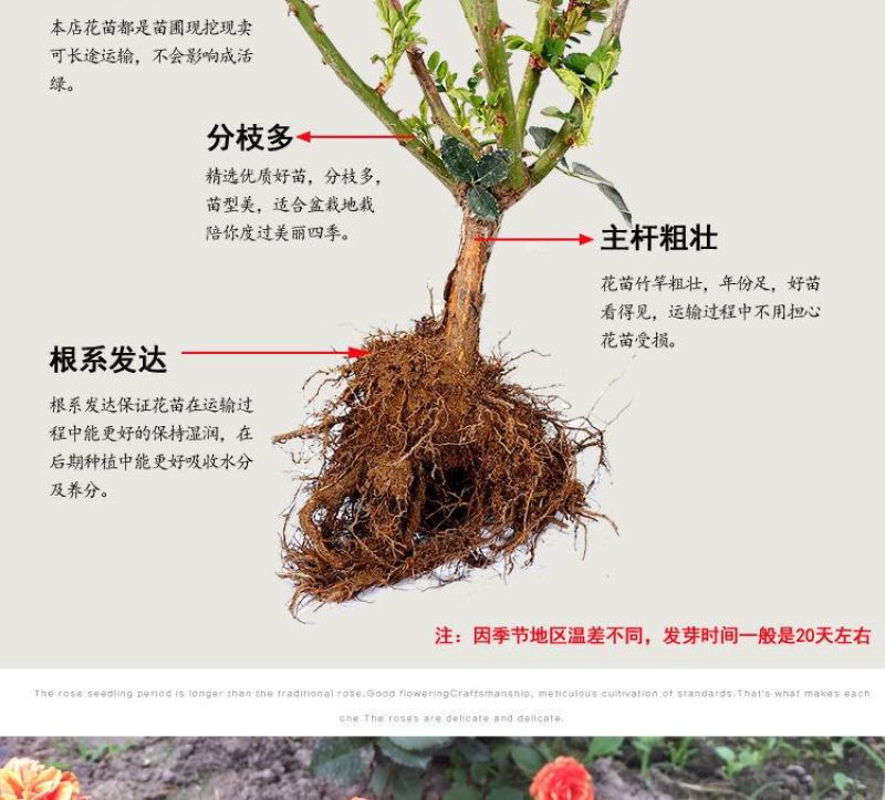 玫瑰月季蔷薇花苗四季开花包活室内外庭院阳台盆栽大花浓香地