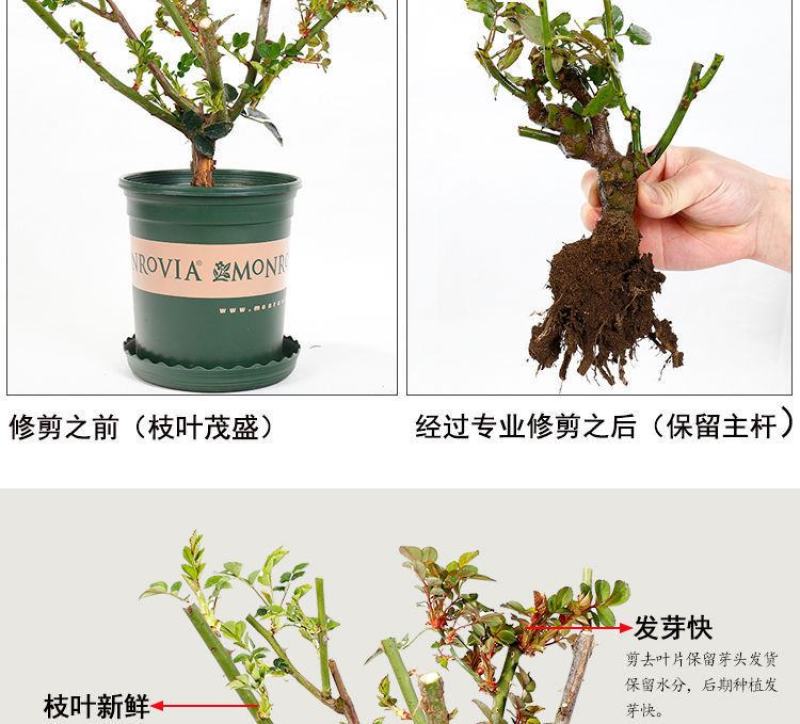 玫瑰月季蔷薇花苗四季开花包活室内外庭院阳台盆栽大花浓香地