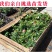 玫瑰月季蔷薇花苗四季开花包活室内外庭院阳台盆栽大花浓香地