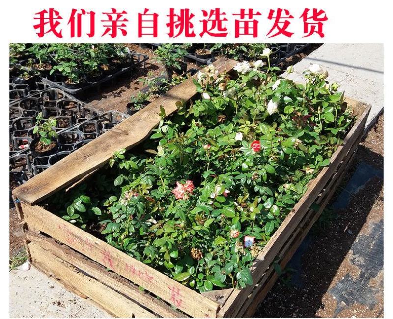玫瑰月季蔷薇花苗四季开花包活室内外庭院阳台盆栽大花浓香地