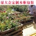 玫瑰月季蔷薇花苗四季开花包活室内外庭院阳台盆栽大花浓香地