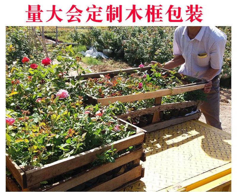 玫瑰月季蔷薇花苗四季开花包活室内外庭院阳台盆栽大花浓香地