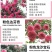 玫瑰月季蔷薇花苗四季开花包活室内外庭院阳台盆栽大花浓香地