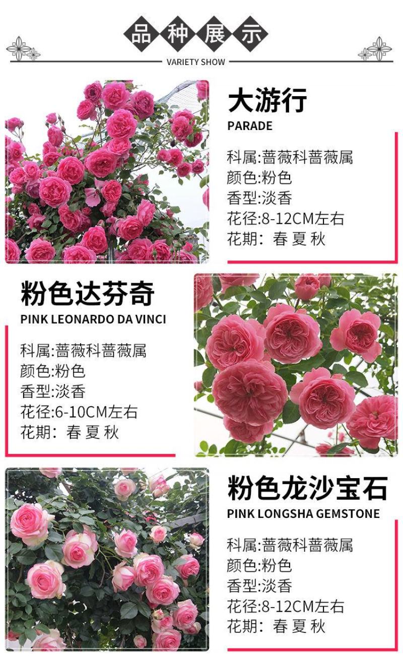 玫瑰月季蔷薇花苗四季开花包活室内外庭院阳台盆栽大花浓香地