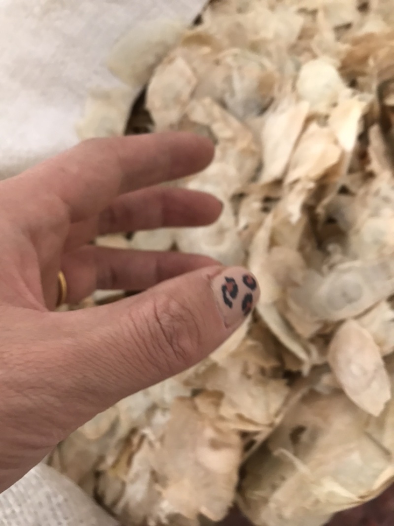 木蝴蝶玉蝴蝶千层纸保庆药业批发木蝴蝶