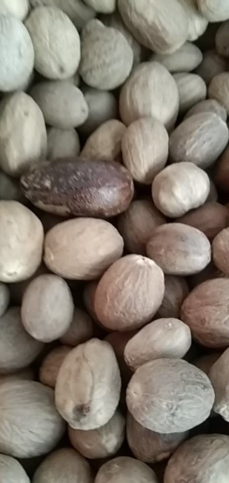 火锅底料长香果，大货供应，批零兼营，保证质量，支持线上