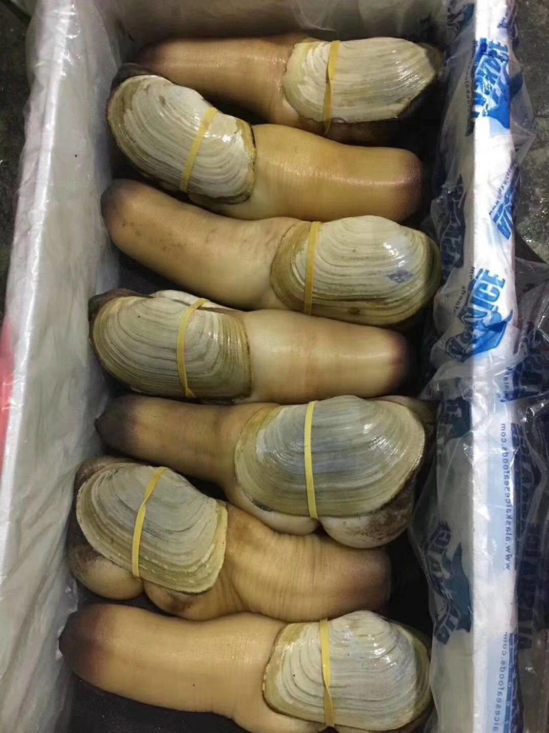 美国干蚌，价格私聊。酒店，批发供应商。个人吃勿扰。象拔蚌