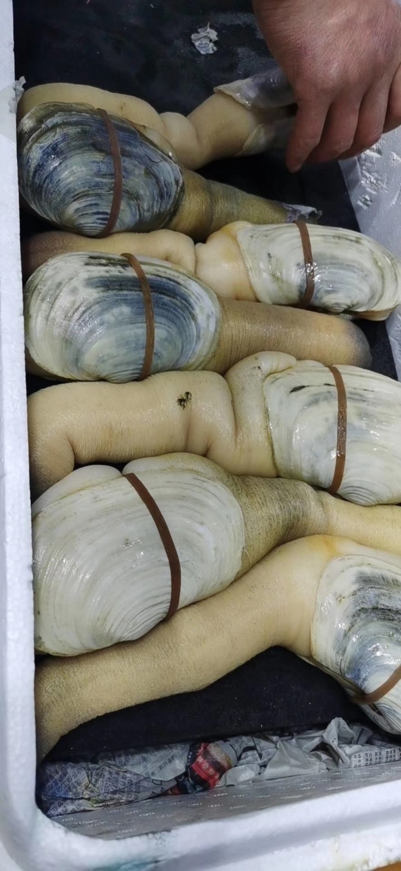 美国干蚌，价格私聊。酒店，批发供应商。个人吃勿扰。象拔蚌
