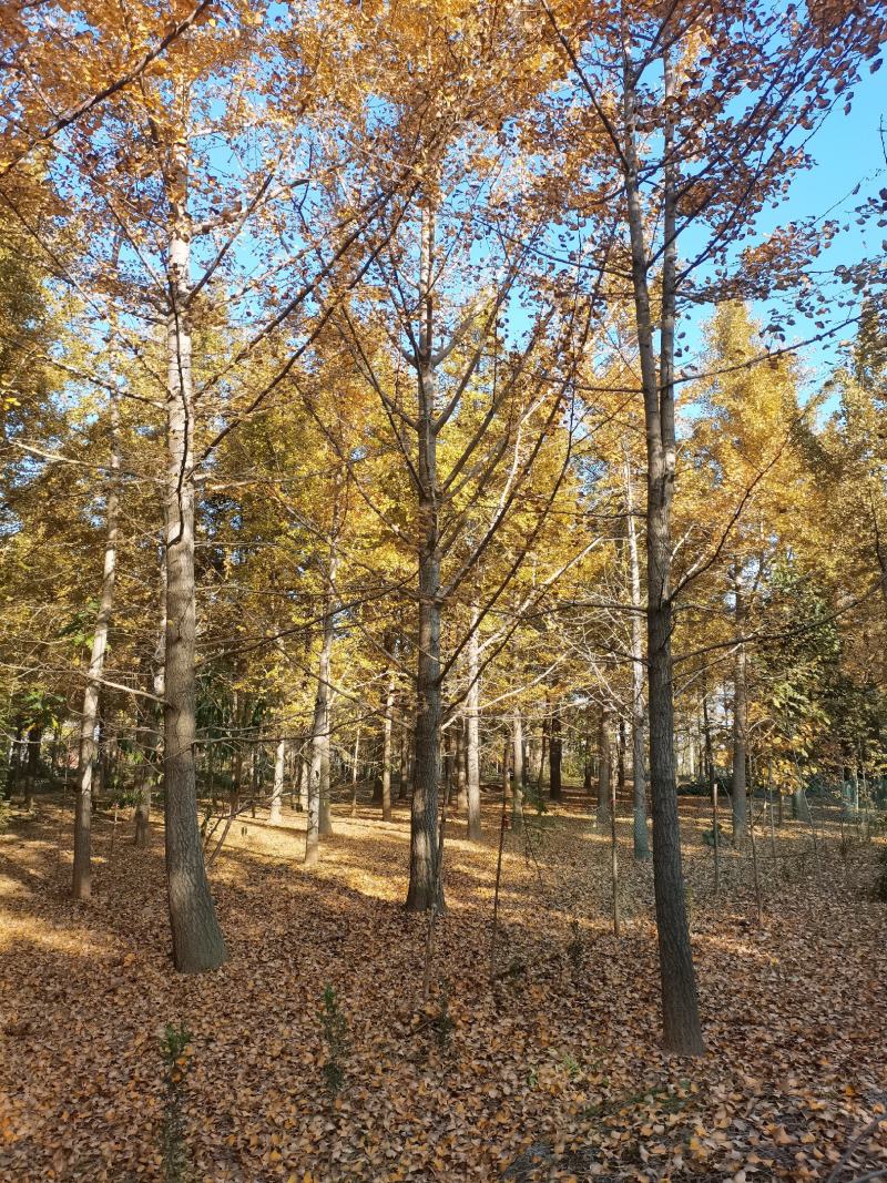 供应25-30公分银杏树，银杏树价格苗圃看树当天装车