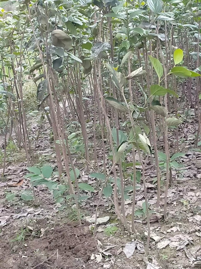 磨盘柿子苗，脆柿苗，太秋甜柿树苗阳丰甜脆柿子苗正品包邮