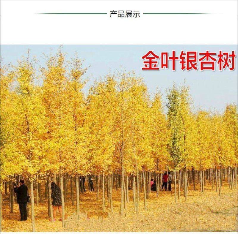 绿化银杏树苗白果树苗银杏树活苗行道景观园林庭院种植北