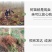 绿化银杏树苗白果树苗银杏树活苗行道景观园林庭院种植北