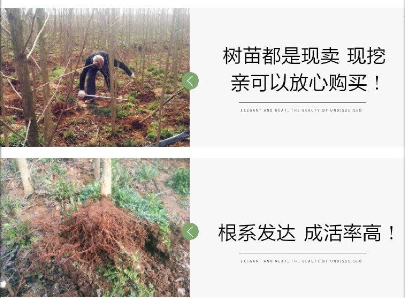 绿化银杏树苗白果树苗银杏树活苗行道景观园林庭院种植北