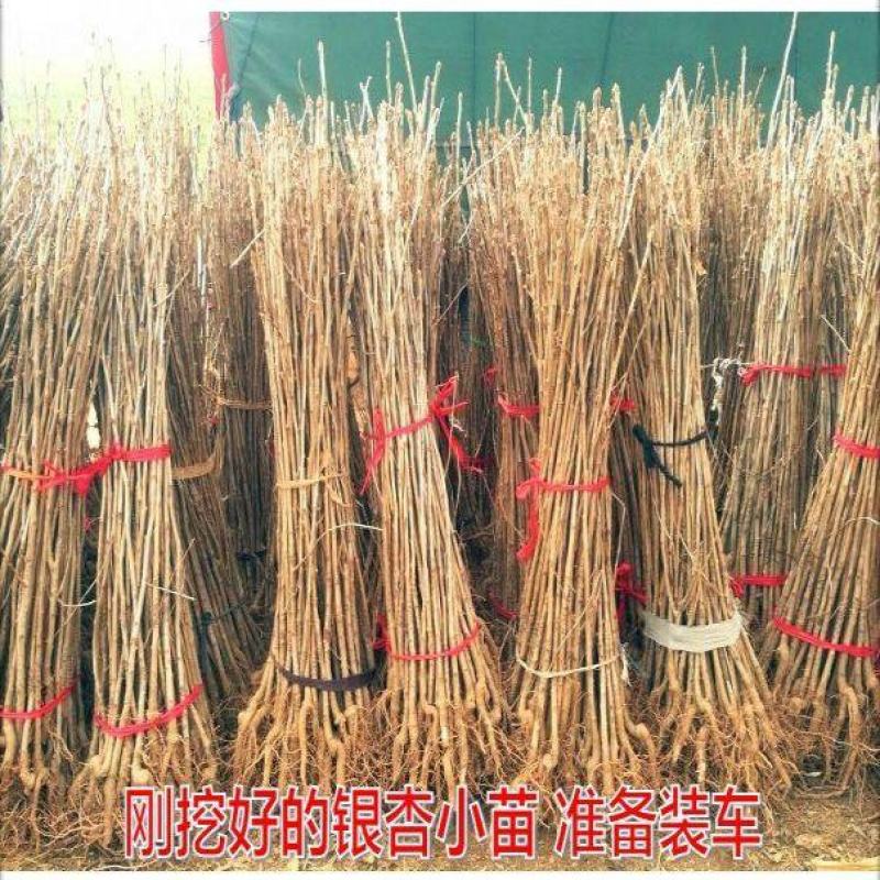 绿化银杏树苗白果树苗银杏树活苗行道景观园林庭院种植北