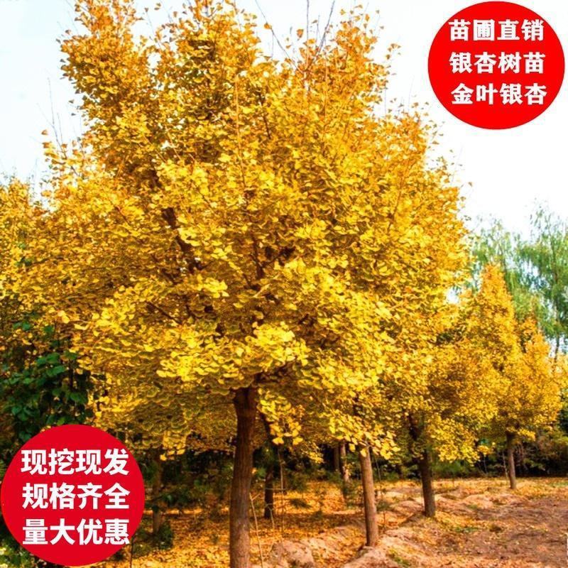 绿化银杏树苗白果树苗银杏树活苗行道景观园林庭院种植北