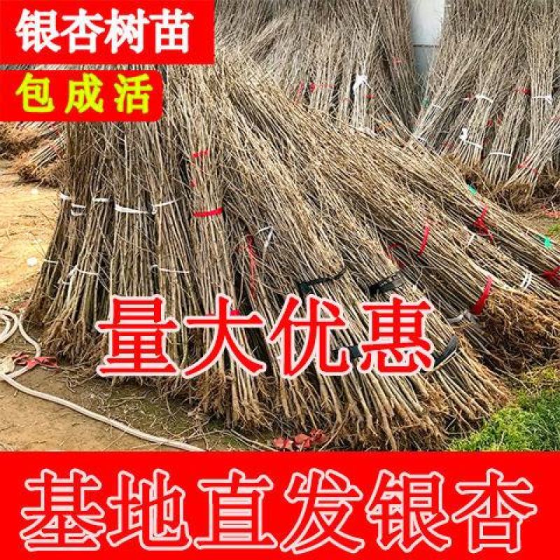 绿化银杏树苗白果树苗银杏树活苗行道景观园林庭院种植北