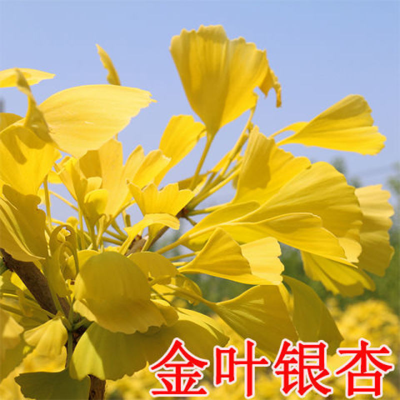 绿化银杏树苗白果树苗银杏树活苗行道景观园林庭院种植北