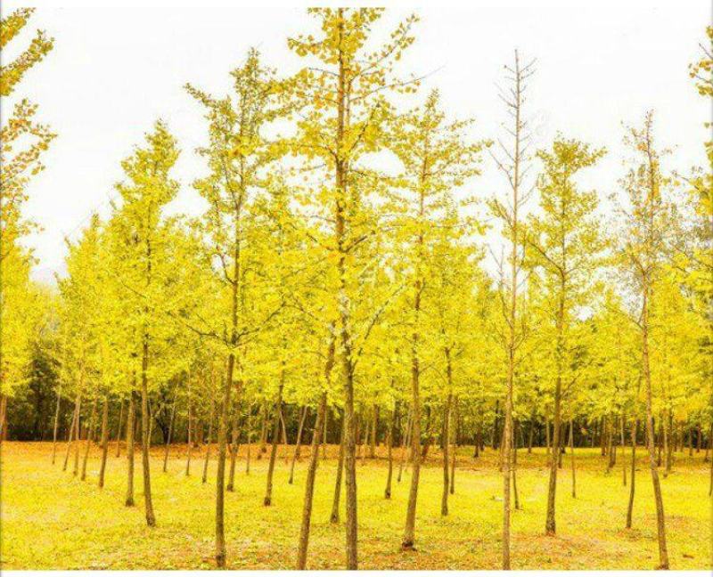 绿化银杏树苗白果树苗银杏树活苗行道景观园林庭院种植北