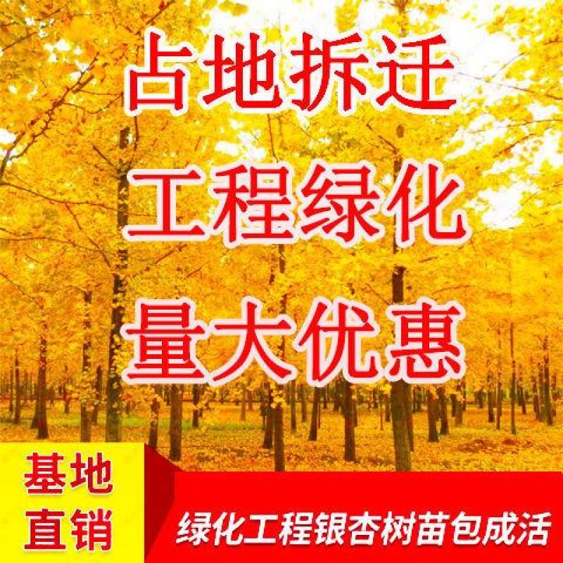 绿化银杏树苗白果树苗银杏树活苗行道景观园林庭院种植北
