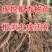 绿化银杏树苗白果树苗银杏树活苗行道景观园林庭院种植北