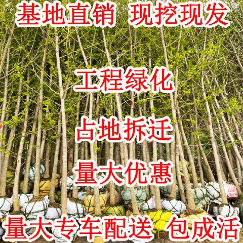 绿化银杏树苗白果树苗银杏树活苗行道景观园林庭院种植北