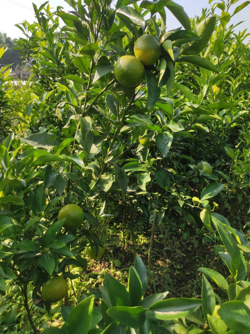 沃柑苗嫁接苗三年大苗高度50～150公分之间