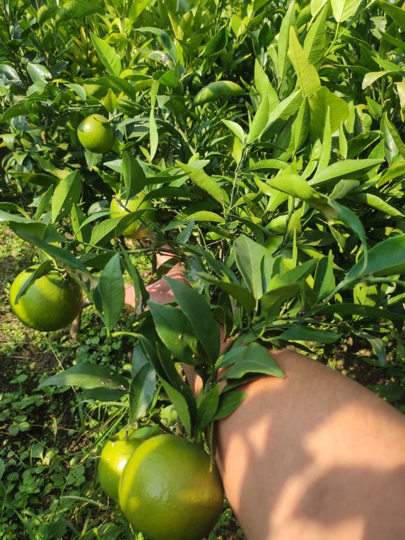 沃柑苗嫁接苗三年大苗高度50～150公分之间