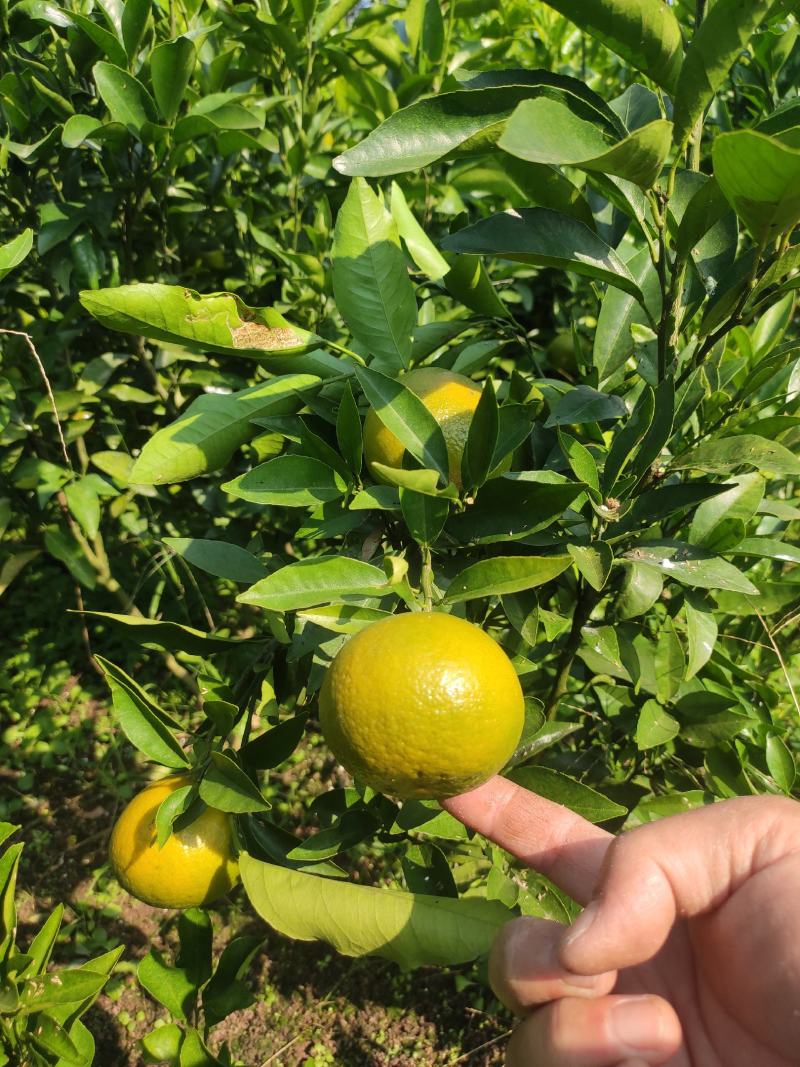 沃柑苗嫁接苗三年大苗高度50～150公分之间