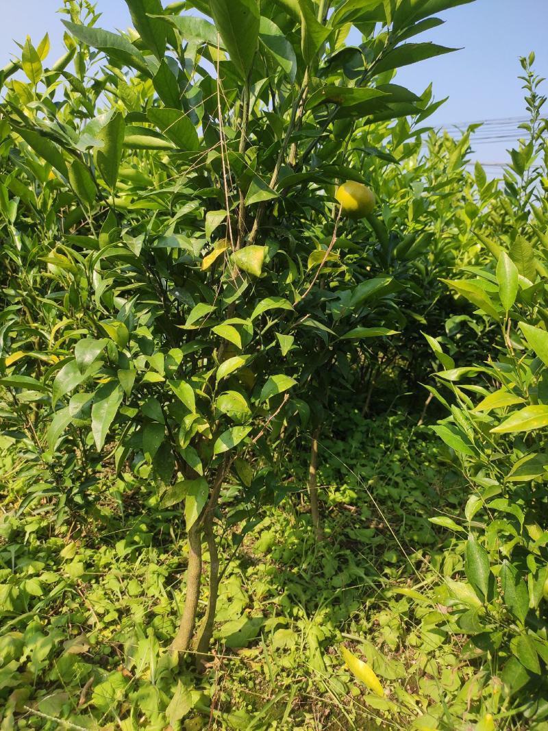 沃柑苗嫁接苗三年大苗高度50～150公分之间