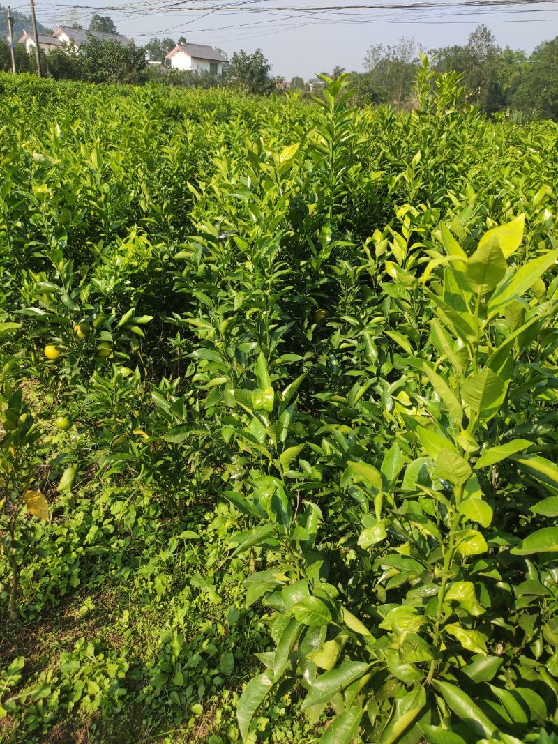 沃柑苗嫁接苗三年大苗高度50～150公分之间