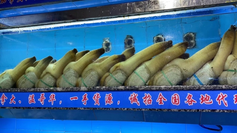 象拔蚌，价格私聊，批发供应商，酒店，美国养殖蚌