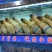 象拔蚌，价格私聊，批发供应商，酒店，美国养殖蚌