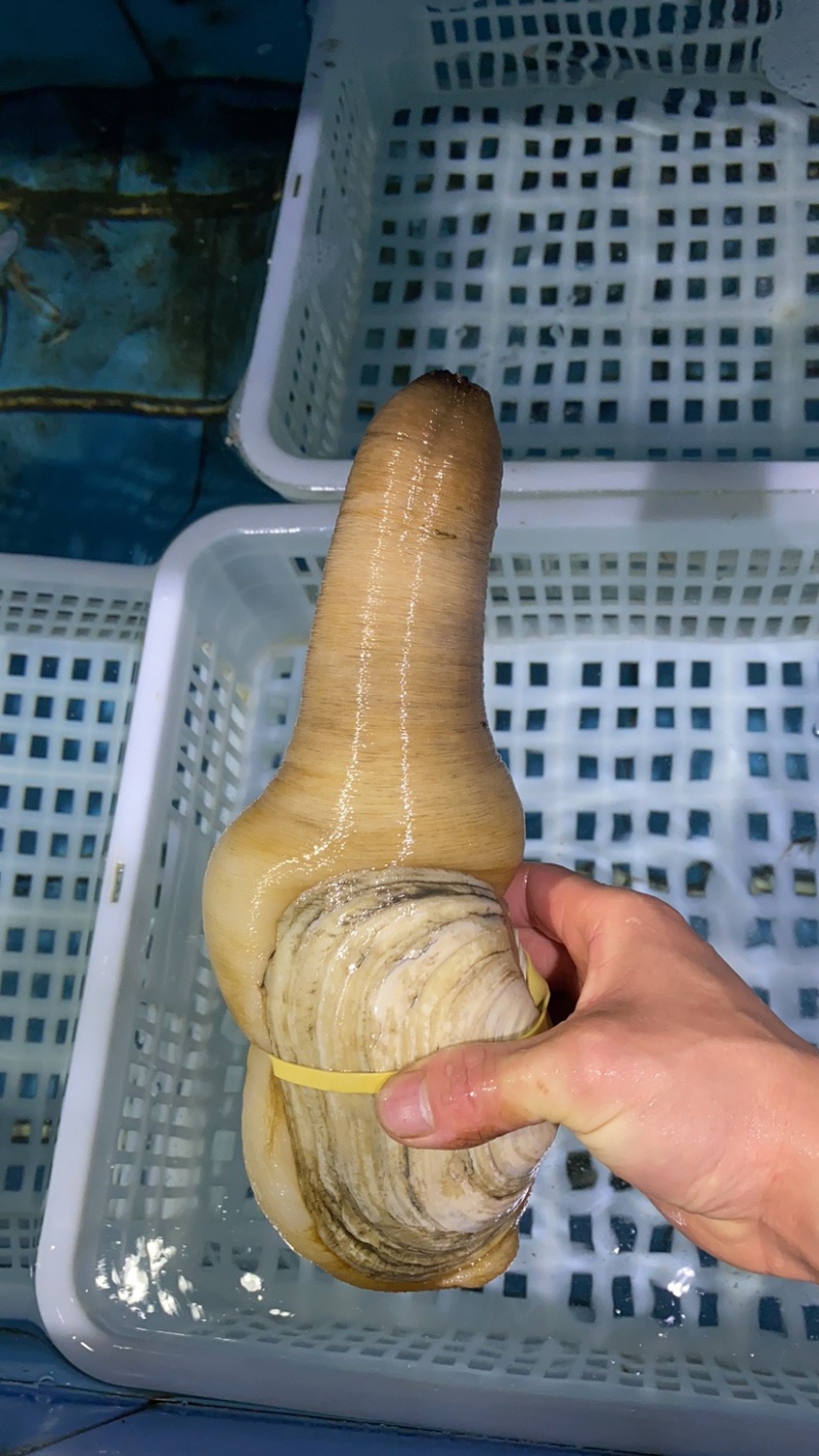 象拔蚌，价格私聊，批发供应商，酒店，美国养殖蚌