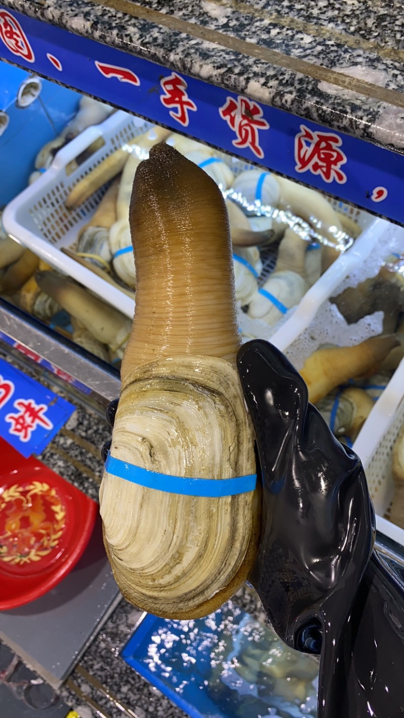 象拔蚌，价格私聊，批发供应商，酒店，美国养殖蚌