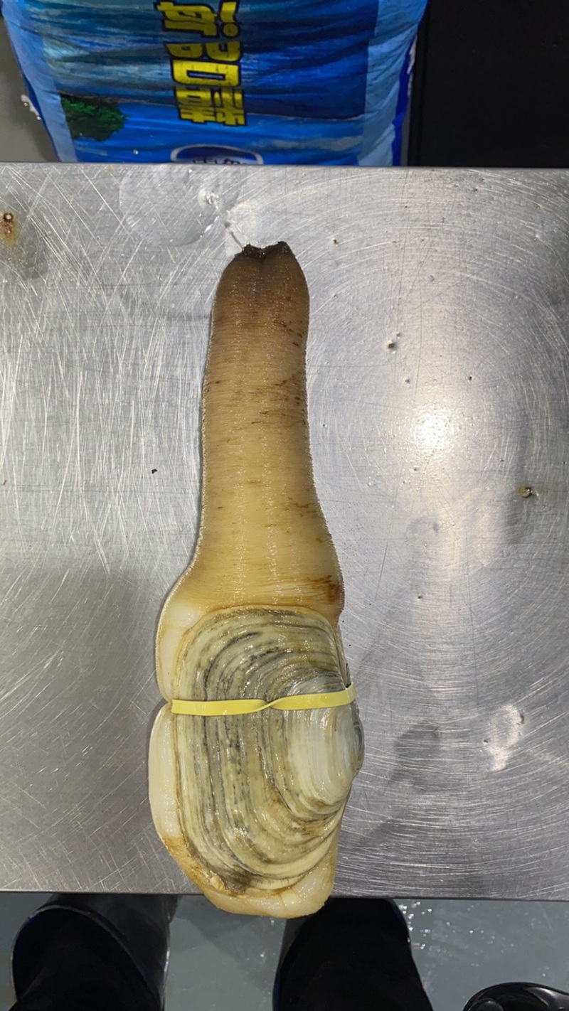 象拔蚌，价格私聊，批发供应商，酒店，美国养殖蚌