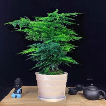 文竹盆栽绿植室内土水培植物云竹盆景带盆花卉客厅四季常青文