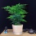 文竹盆栽绿植室内土水培植物云竹盆景带盆花卉客厅四季常青文