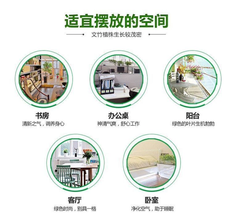 文竹盆栽绿植室内土水培植物云竹盆景带盆花卉客厅四季常青文