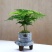 文竹盆栽绿植室内土水培植物云竹盆景带盆花卉客厅四季常青文